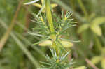 Yellow Spring bedstraw 